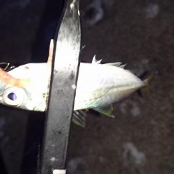 新規ポイントで